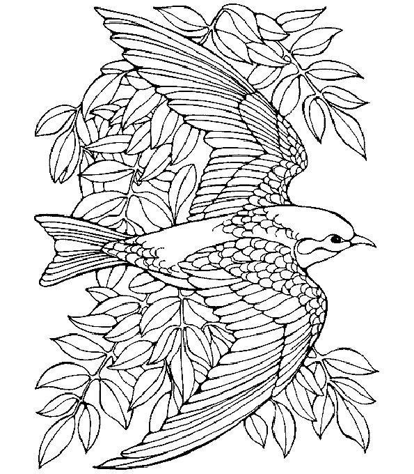Fisă de colorat cu Pasari de colorat p76