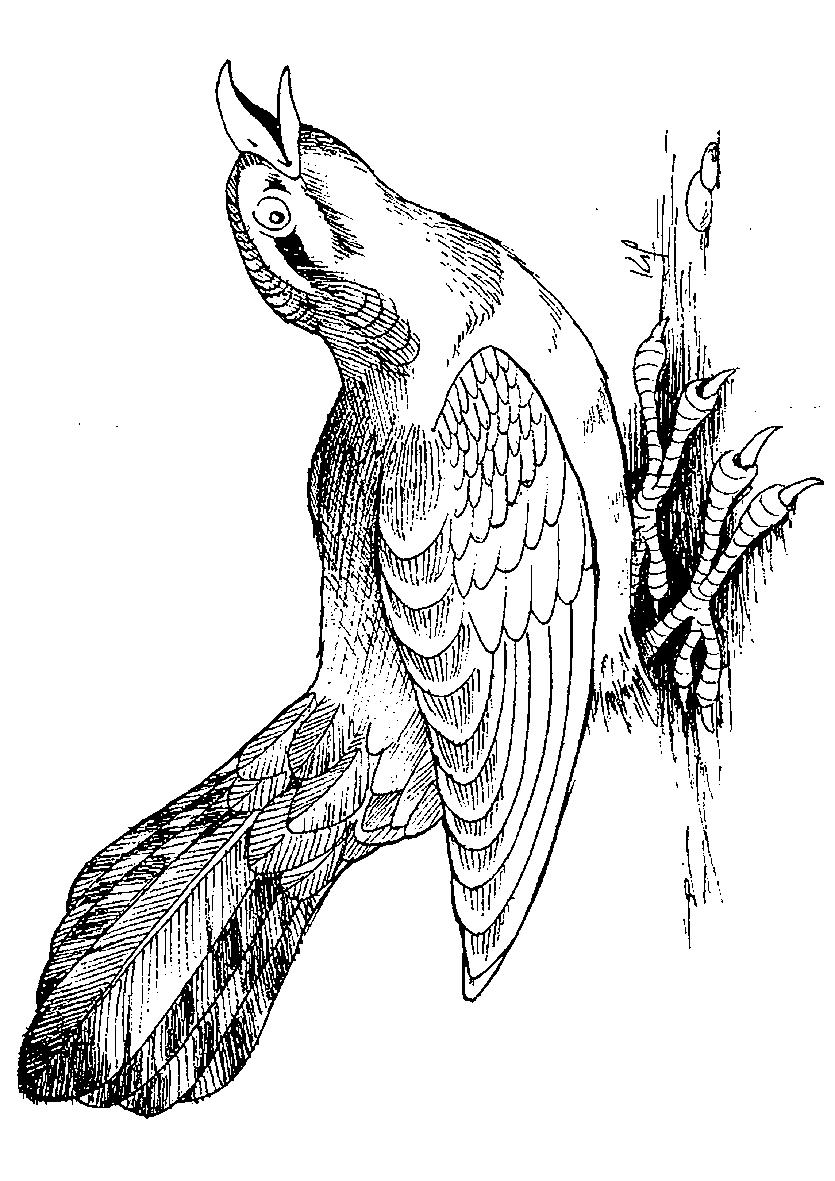 Fisă de colorat cu Pasari de colorat p77