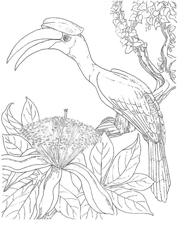 Fisă de colorat cu Pasari de colorat p79