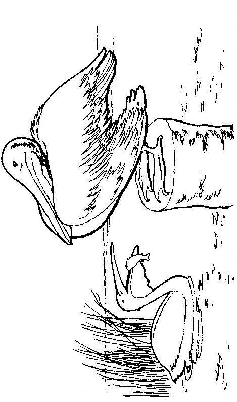 Fisă de colorat cu Pasari de colorat p83