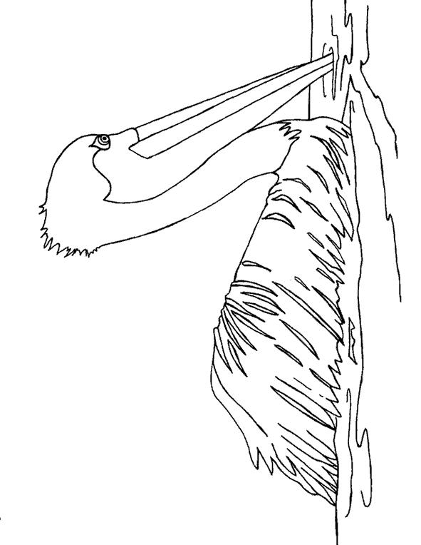 Fisă de colorat cu Pasari de colorat p85