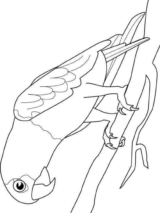 Fisă de colorat cu Pasari de colorat p88