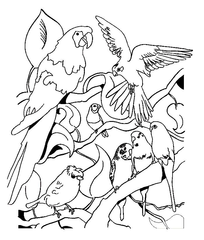 Fisă de colorat cu Pasari de colorat p90