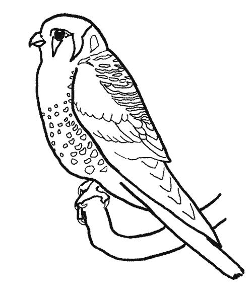 Fisă de colorat cu Pasari de colorat p91