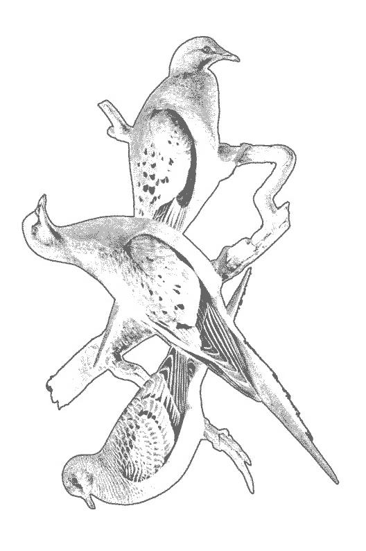 Fisă de colorat cu Pasari de colorat p95