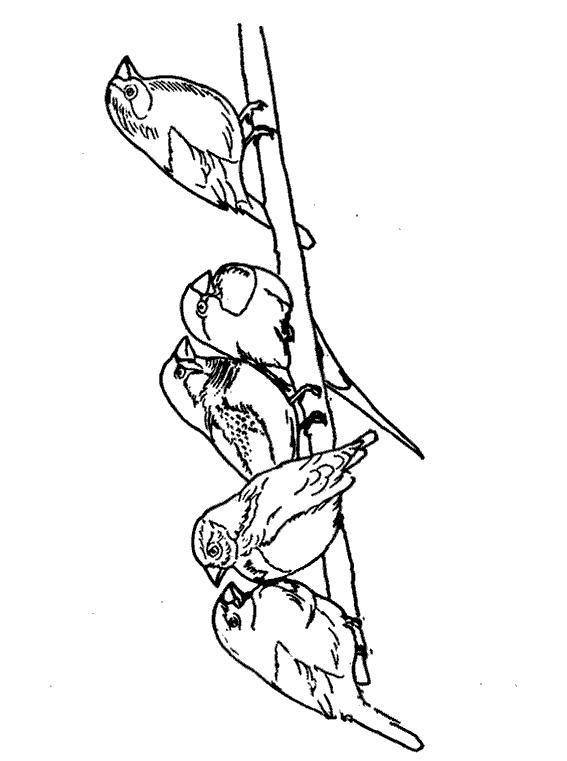 Fisă de colorat cu Pasari de colorat p96