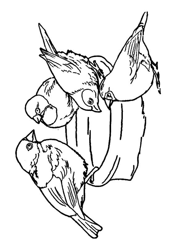 Fisă de colorat cu Pasari de colorat p97