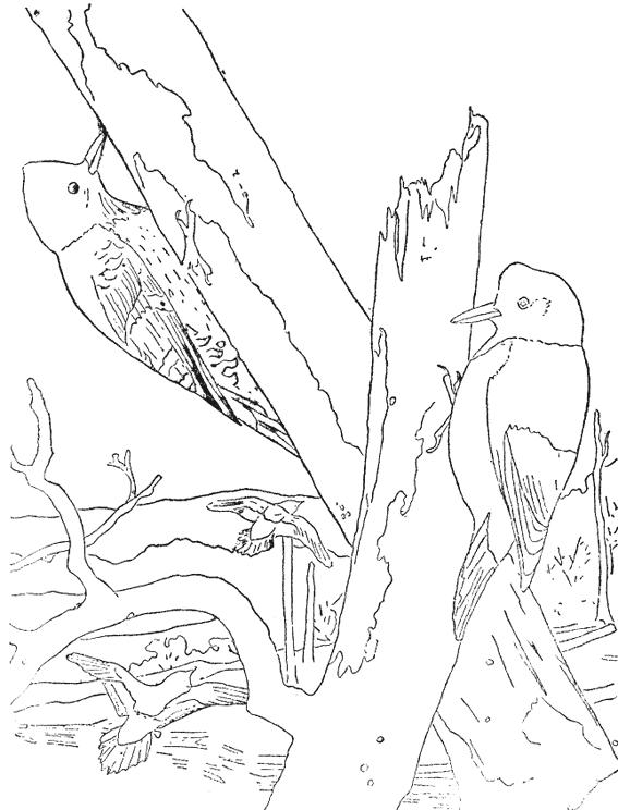 Fisă de colorat cu Pasari de colorat p98