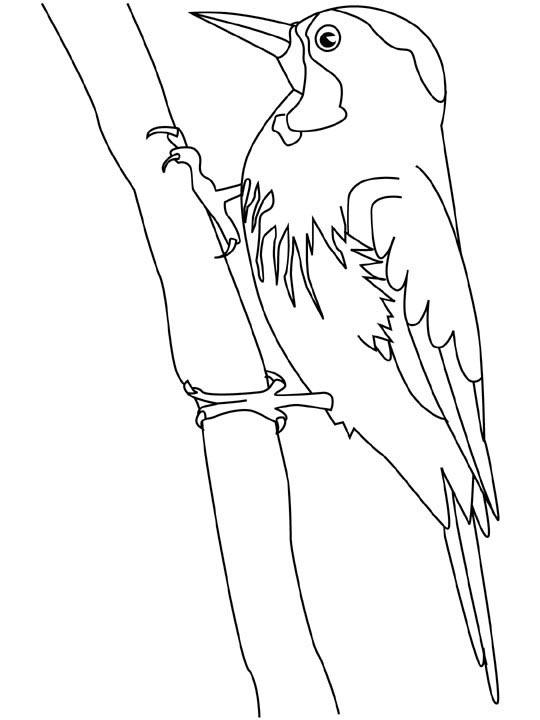 Fisă de colorat cu Pasari de colorat p99