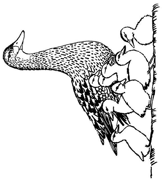 Fisă de colorat cu Primavara de colorat p110