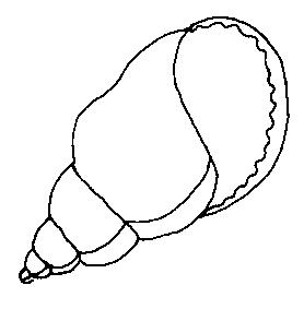 Fisă de colorat cu Scoici de colorat p10