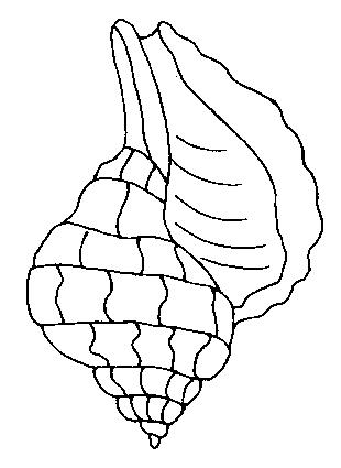 Fisă de colorat cu Scoici de colorat p11