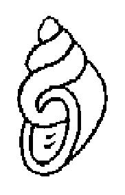 Fisă de colorat cu Scoici de colorat p13