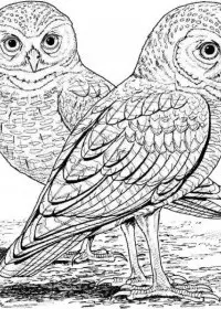 Bufnita de colorat p36