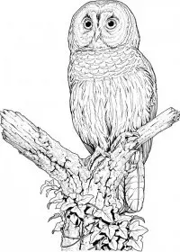 Bufnita de colorat p37