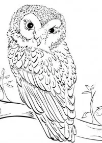Bufnita de colorat p19