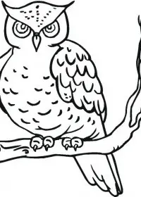 Bufnita de colorat p11