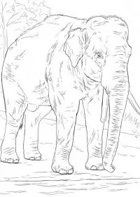 Elefant de colorat p10