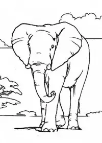 Elefant de colorat p4