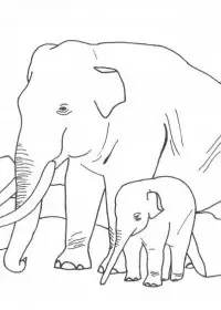 Elefant de colorat p39