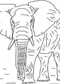Elefant de colorat p15