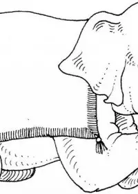 Elefant de colorat p7