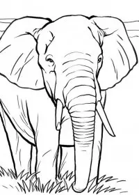 Elefant de colorat p22