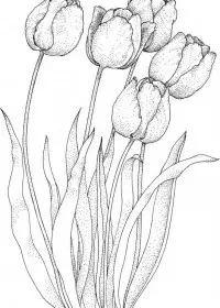 Lalele de colorat p11