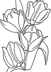 Lalele de colorat p14