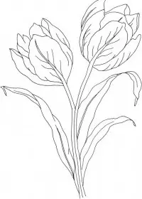 Lalele de colorat p24