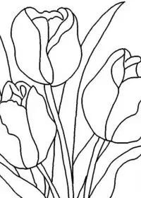 Lalele de colorat p29