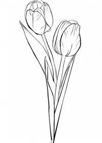 Lalele de colorat p7