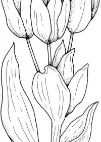 Lalele de colorat p9