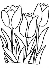 Lalele de colorat p2