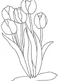 Lalele de colorat p26