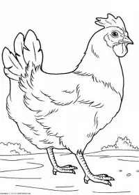 Inghetata de colorat p3