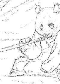 Fișă cu ursul panda de colorat p31