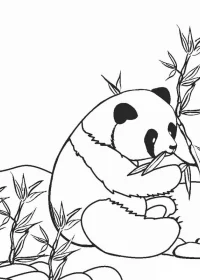 Fișă cu ursul panda de colorat p41