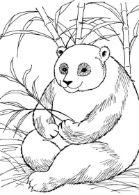 Fișă cu ursul panda de colorat p57