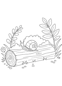 Fișă cu melc de colorat p16