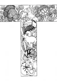 Fisă de colorat cu Alfabetul cu animale de colorat p20