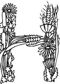 Fisă de colorat cu Alfabetul cu flori de colorat p08