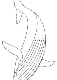 Fisă de colorat cu Animale balene de colorat p09