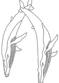 Fisă de colorat cu Animale balene de colorat p11