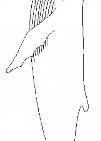 Fisă de colorat cu Animale balene de colorat p12