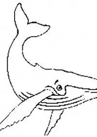 Fisă de colorat cu Animale balene de colorat p13