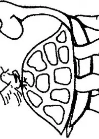 Fisă de colorat cu Animale broaste testoase de colorat p07