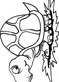 Fisă de colorat cu Animale broaste testoase de colorat p10