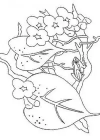 Fisă de colorat cu Animale broscute de colorat p05