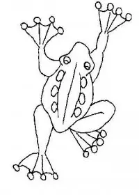 Fisă de colorat cu Animale broscute de colorat p12